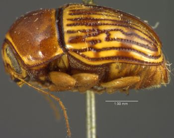 Media type: image;   Entomology 4280 Aspect: habitus lateral view